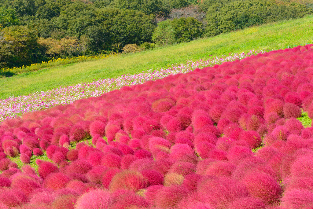 Hitachi National Seaside Park - autumn